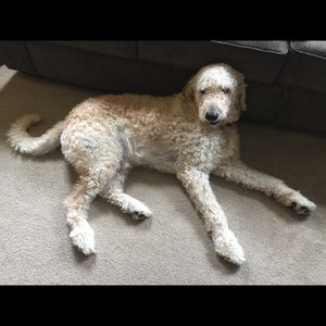 Meet your Posher, Tara